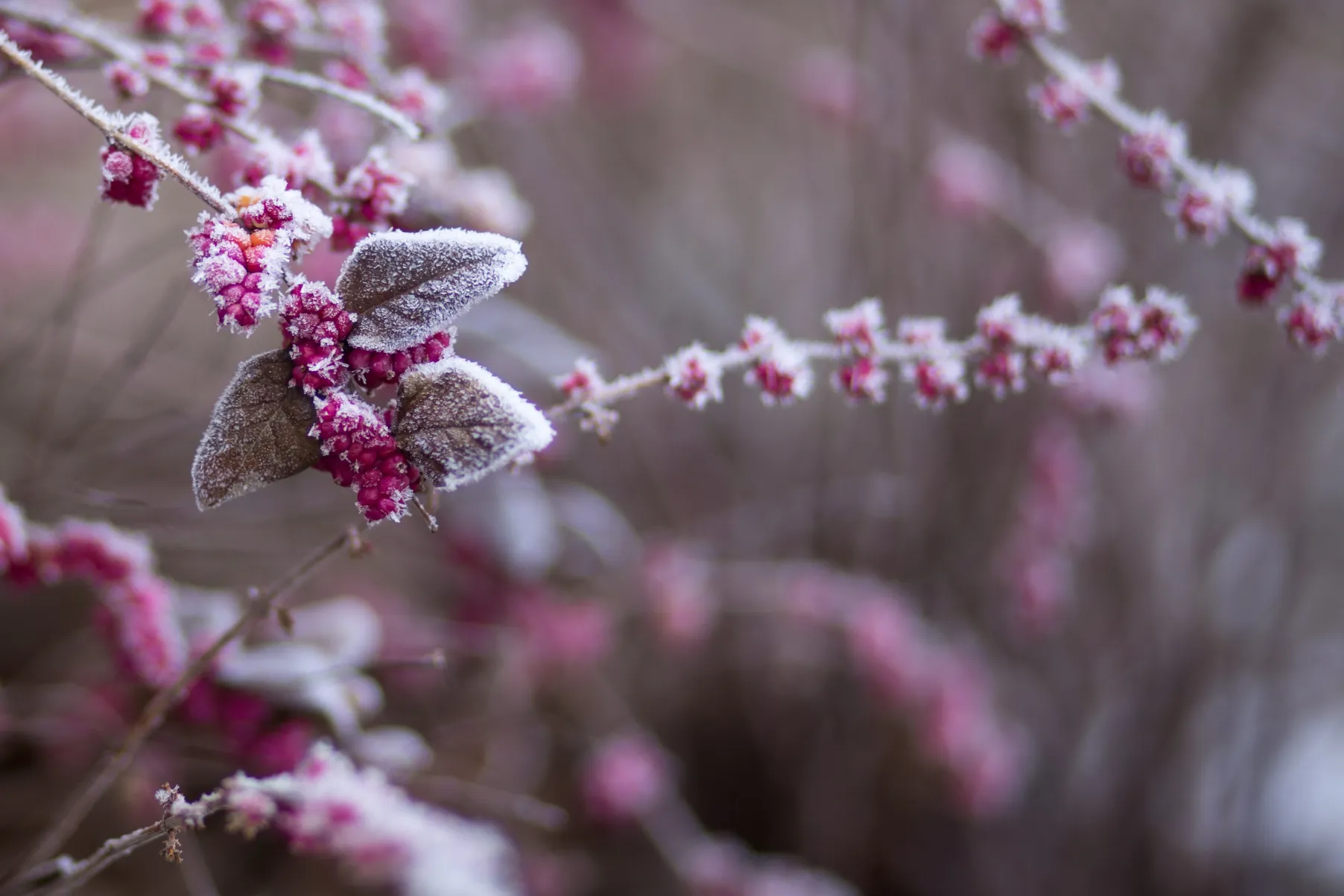 de bijen in de koude lente Photo by freestocks on Unsplash