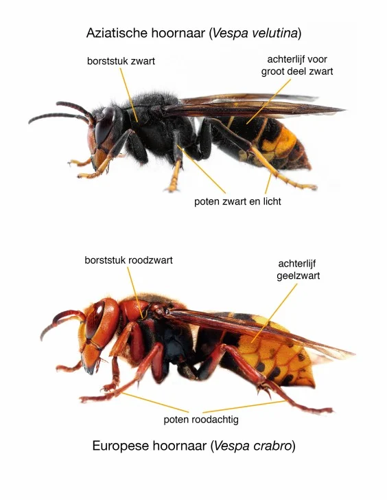 de verschillen tussen europeesche en aziatische hoornaar